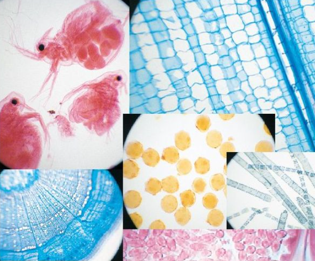 生物(植物)プレパラート各種 ケース入 DJ-0228